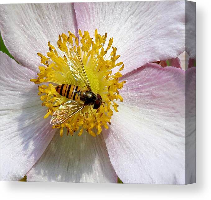 Hoverfly Canvas Print featuring the photograph Hoverfly Feeding by John Topman