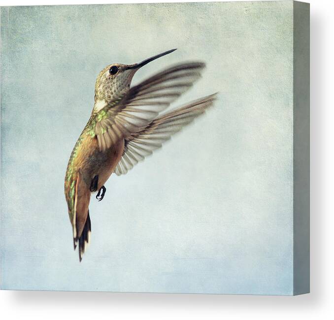 New Mexico Canvas Print featuring the photograph Hummingbird In Flight by Cgander Photography