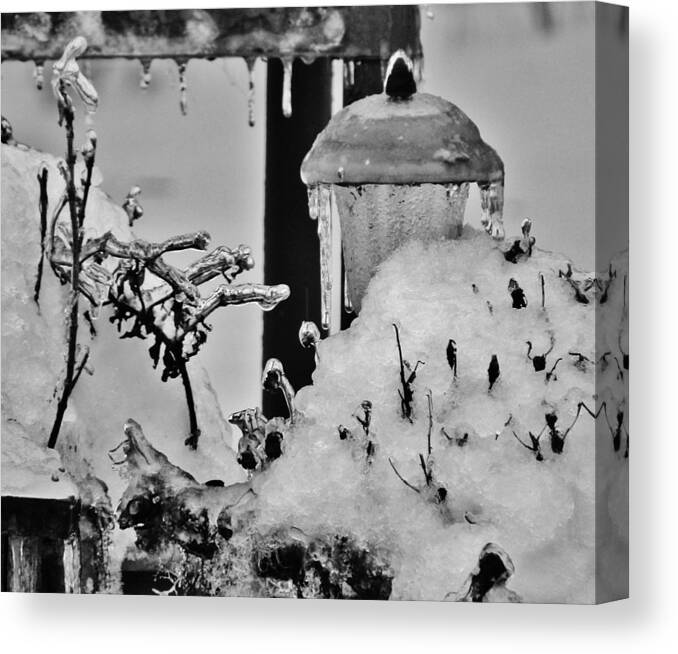 Bird Garden Canvas Print featuring the photograph Ice Stage by VLee Watson