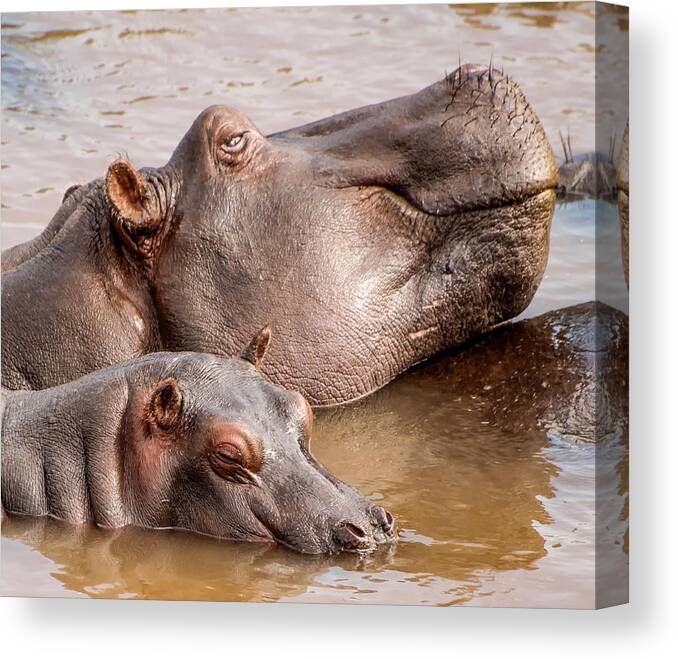 Hippo Canvas Print featuring the photograph Keeping an Eye on the Kid by Peggy Blackwell