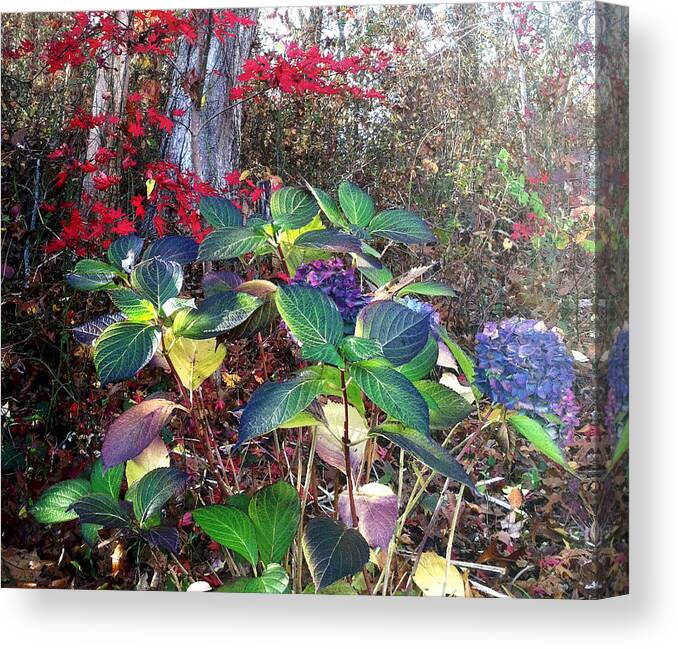 Hydrangeas Canvas Print featuring the photograph Late Hydrangeas by Frank Winters