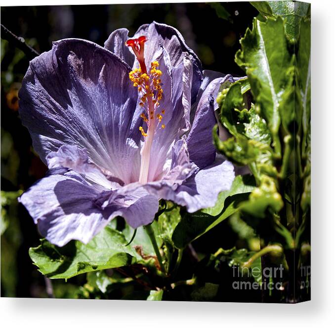 Fine Art Photography Canvas Print featuring the photograph Lavender Hibiscus by Patricia Griffin Brett