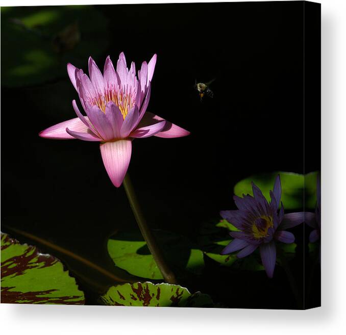 Lily Canvas Print featuring the photograph Lily and the Bee by Yue Wang