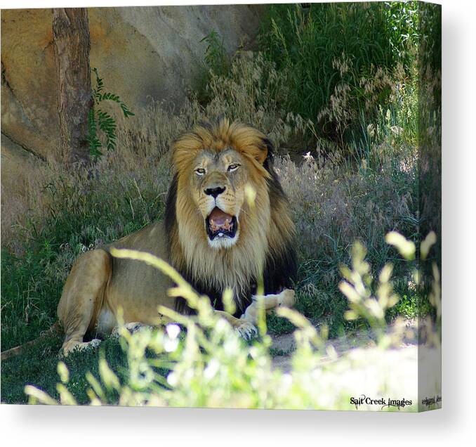 Nature Canvas Print featuring the photograph Lion Calls by Cecily Vermote