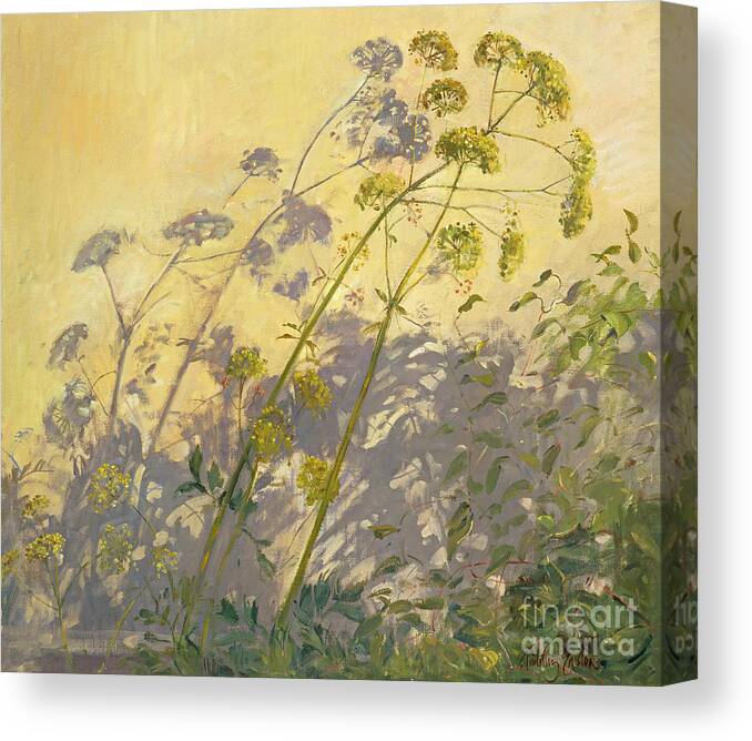 Shadow; Flower; Wild; Plant Canvas Print featuring the painting Lovage Clematis and Shadows by Timothy Easton