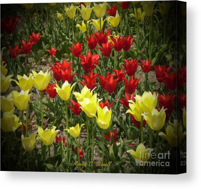 Flower Prints Canvas Print featuring the photograph M Color Combination Flowers Collection No. CC2 by Monica C Stovall