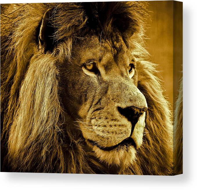 Lion Canvas Print featuring the photograph Soul Searching by Annette Hugen