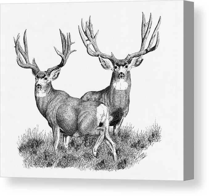 Large Mule Deer Bucks Canvas Print featuring the painting Morty and Popeye by Darcy Tate