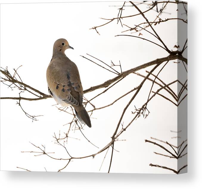 Jan Holden Canvas Print featuring the photograph Mourning Dove by Holden The Moment