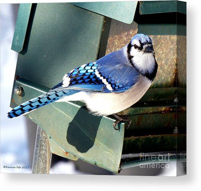 Bird Canvas Print featuring the photograph Mr. Blue Jay l by Rennae Christman