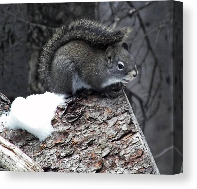 Animal Canvas Print featuring the photograph My Own Fur Wrap by Thomas Samida