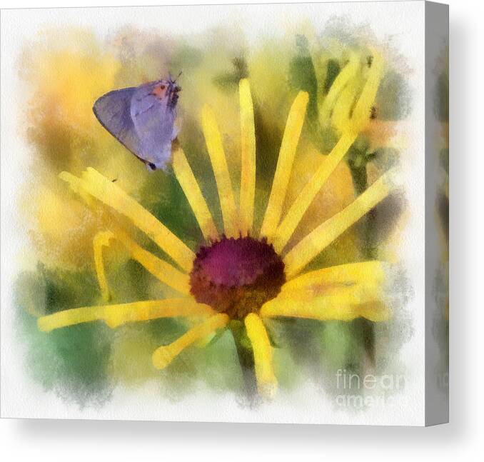 Butterfly Canvas Print featuring the photograph On The Yellow by Kerri Farley