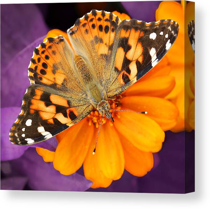 Butterfly Canvas Print featuring the photograph Orange on Purple by Jaki Miller