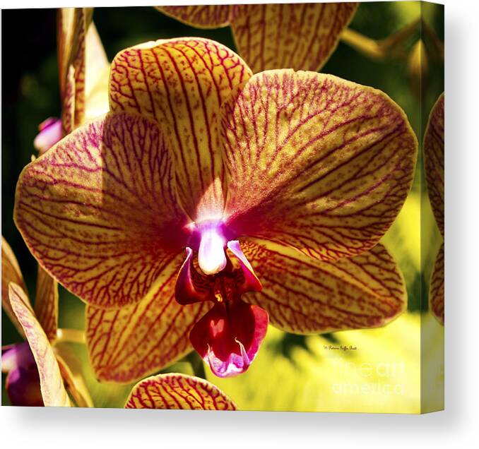 Fine Art Photography Canvas Print featuring the photograph Orchid Study VII by Patricia Griffin Brett
