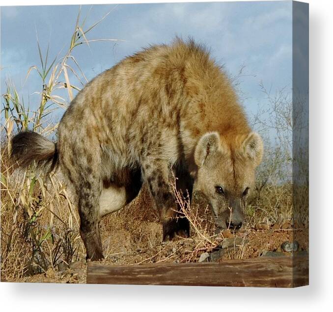 Out Of Africa Canvas Print featuring the photograph Out of Africa Hyena 1 by Phyllis Spoor