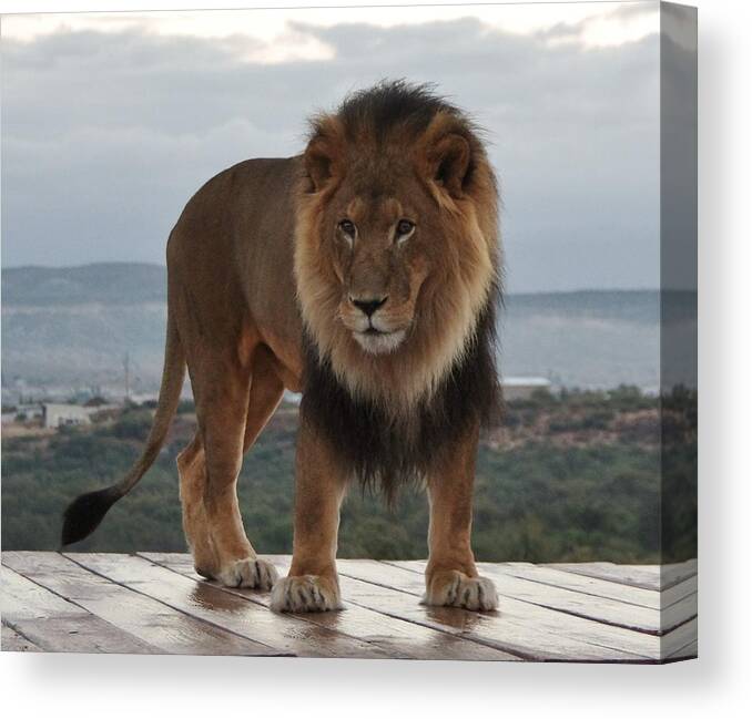 Out Of Africa Canvas Print featuring the photograph Out of Africa Lion 3 by Phyllis Spoor