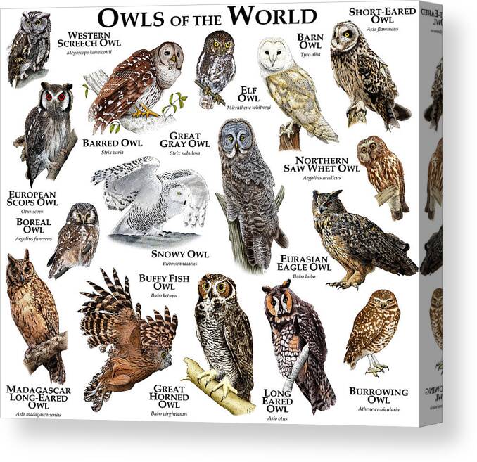 Art Canvas Print featuring the photograph Owls Of The World by Roger Hall