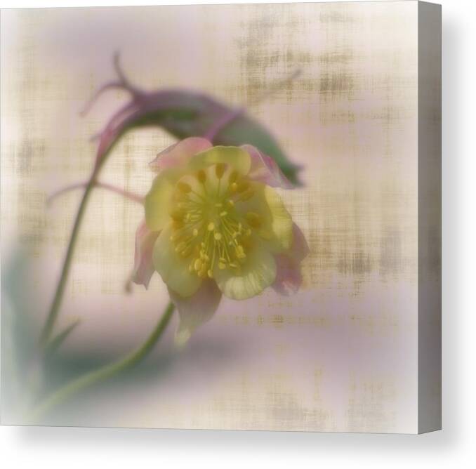 Macro Canvas Print featuring the photograph Pastel Petals by Barbara S Nickerson