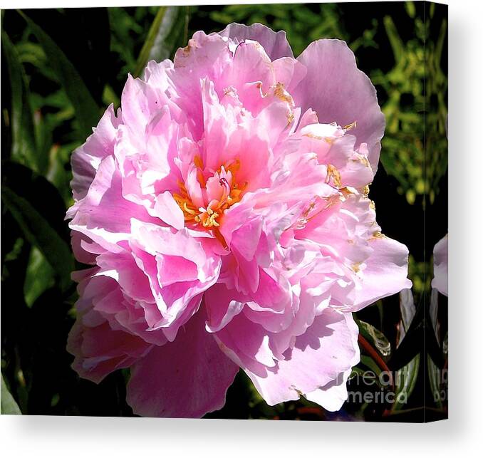 Flower Canvas Print featuring the photograph Peony by Sher Nasser