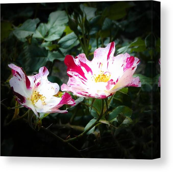 Roses Canvas Print featuring the photograph Peppermint Roses by Marilyn MacCrakin