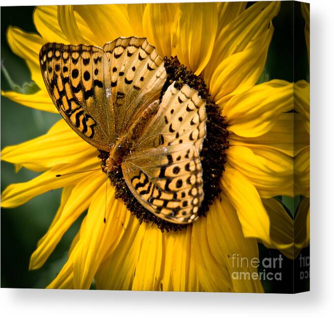 Sunflower Canvas Print featuring the photograph Perfect Center by Cheryl Baxter