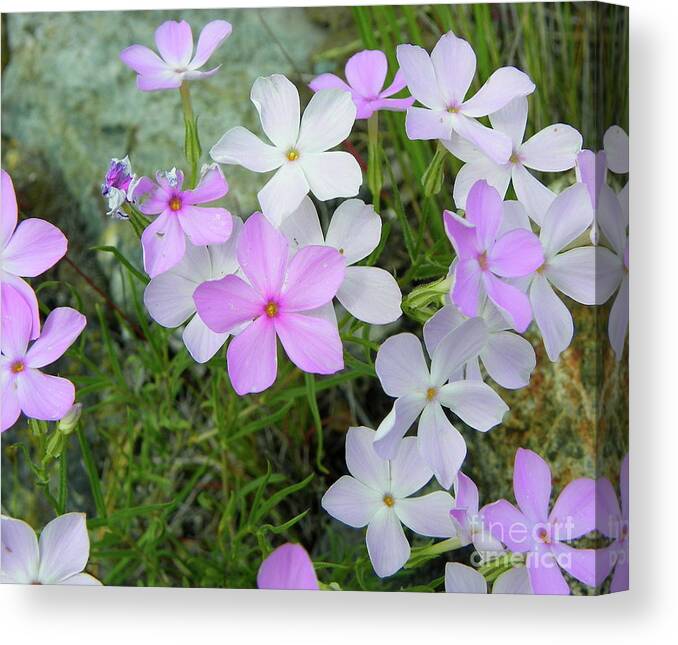 Flowers Canvas Print featuring the photograph Phlox by KD Johnson