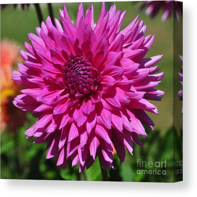 Pink Dahlia Canvas Print featuring the photograph Pink Dahlia by Frank Larkin
