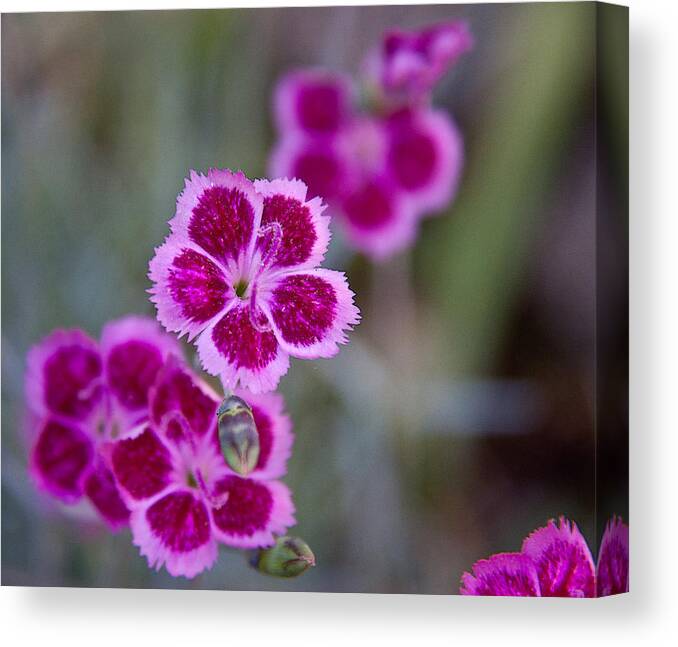 Botanical Canvas Print featuring the photograph Pinks by Frank Tozier