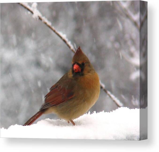 Cardinal Canvas Print featuring the photograph Princess in the Snow by Leea Baltes