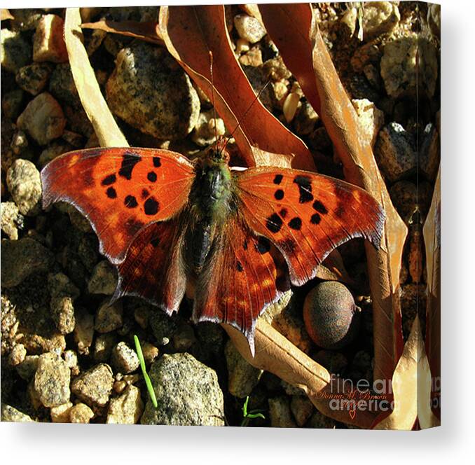 Butterfly Canvas Print featuring the photograph Question Mark Butterfly by Donna Brown