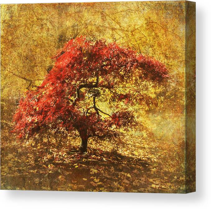 Maple Tree Canvas Print featuring the photograph Red and Gold by Angie Vogel