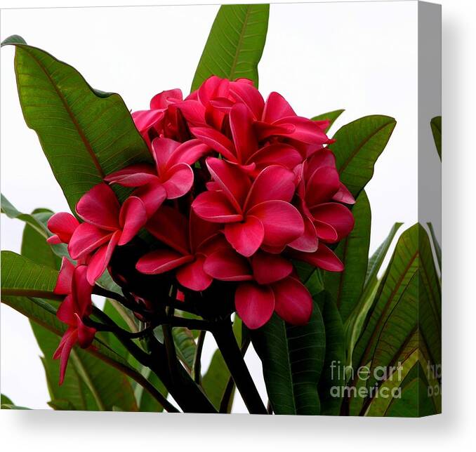 Plumeria Canvas Print featuring the photograph Red Plumeria by Mary Deal