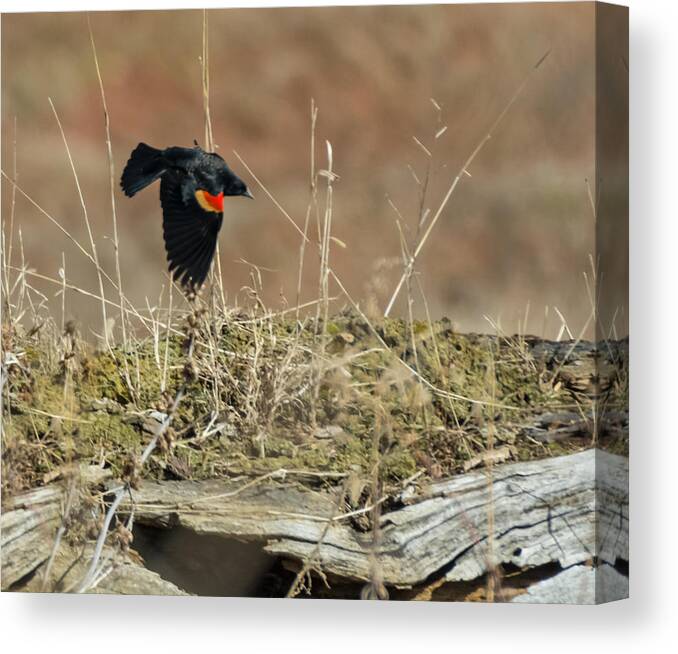 Jan Holden Canvas Print featuring the photograph Red-Winged Black Bird in flight by Holden The Moment