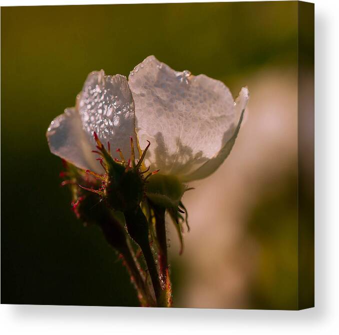 Rose Canvas Print featuring the photograph Rose in the morning by Haren Images- Kriss Haren
