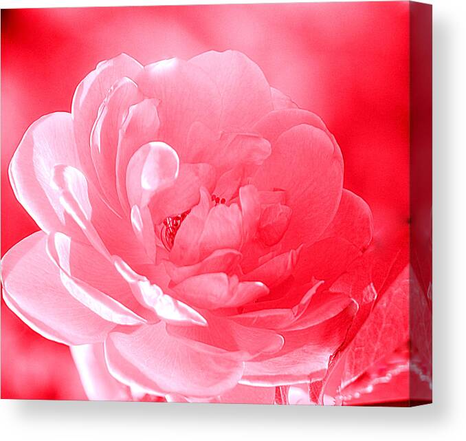 Art Canvas Print featuring the photograph Rose Red by Joan Han