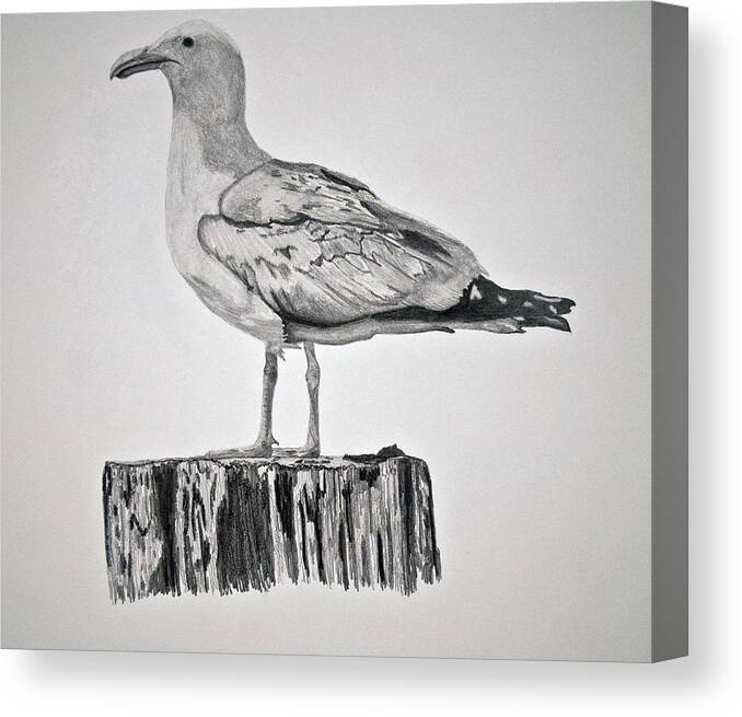 Seagull Canvas Print featuring the drawing Seagull by Chamar Radloff