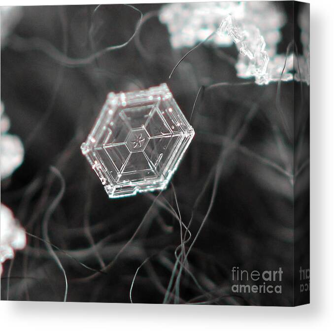 Macro Canvas Print featuring the photograph Sectored Plate Snowflake by Stacey Zimmerman