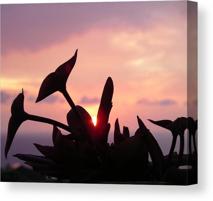 Sunsets Canvas Print featuring the photograph Shining Through by Karen Nicholson