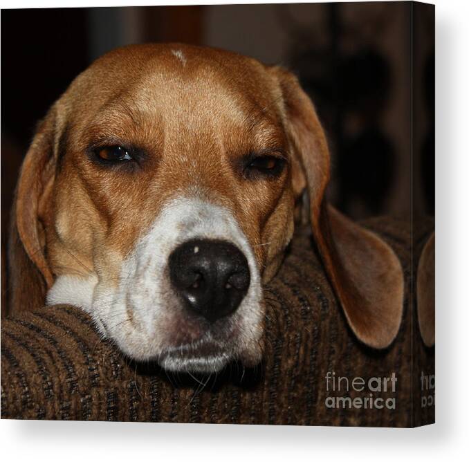 Sleepy Beagle Canvas Print featuring the photograph Sleepy Beagle by John Telfer
