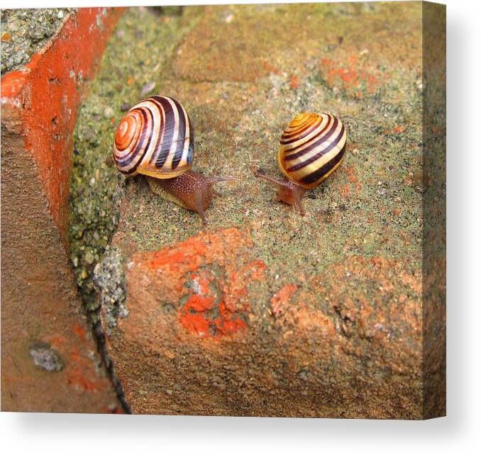 Striped Snails Canvas Print featuring the photograph Snail Snail the Gangs All Here by Mary Bedy