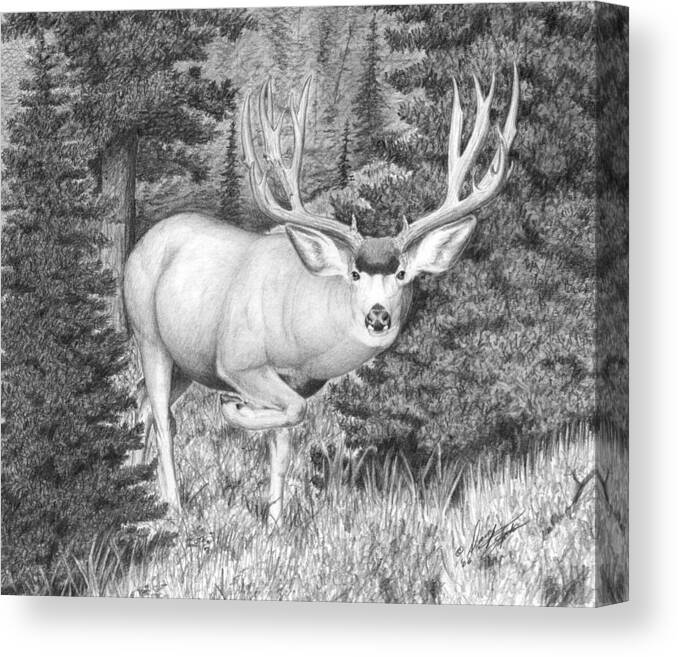 Mule Deer Canvas Print featuring the drawing Sneaking Out by Darcy Tate
