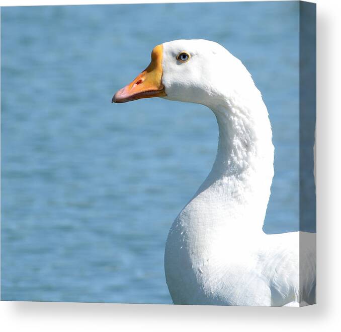 Birds Canvas Print featuring the photograph Snow Goose by Robert Gross