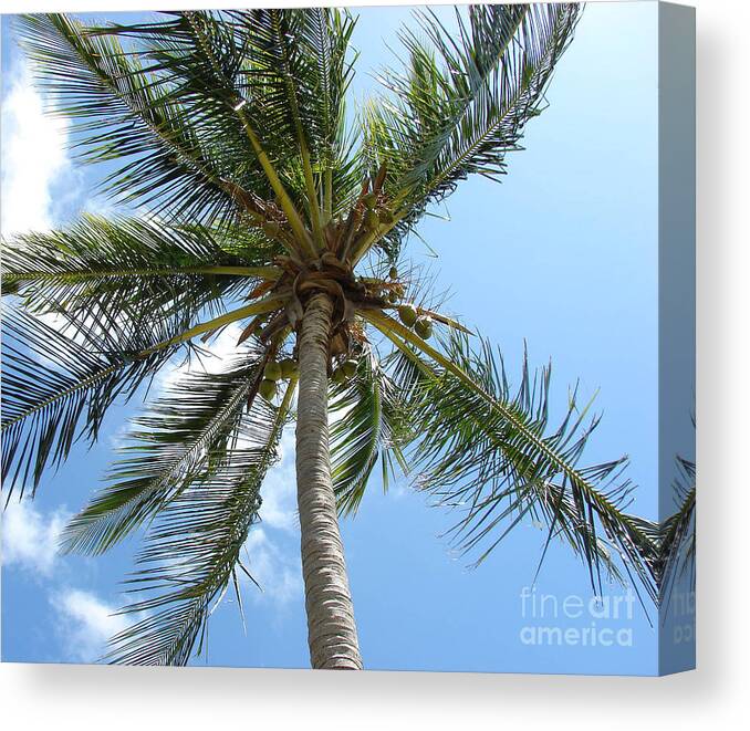 Palm Canvas Print featuring the photograph Solitary Palm by Leara Nicole Morris-Clark
