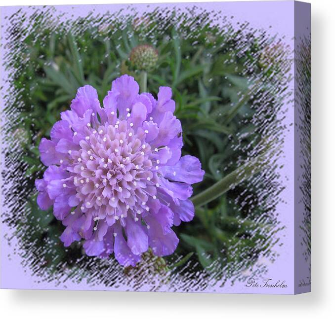 Flower Canvas Print featuring the photograph Spring Treasure by Pete Trenholm