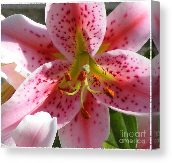 Stargazer Lily Canvas Print featuring the photograph Stargazer Lily by Barbara A Griffin