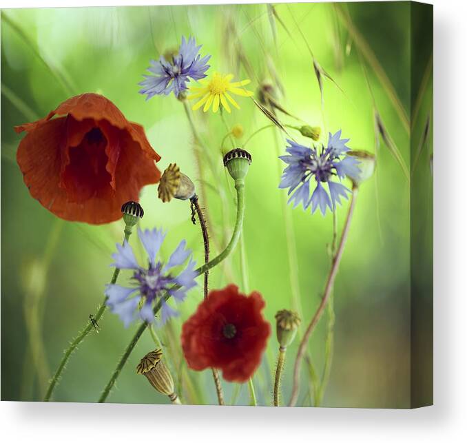 Summer Wildflower Canvas Print featuring the photograph Summer Wildflower Color by Dirk Ercken