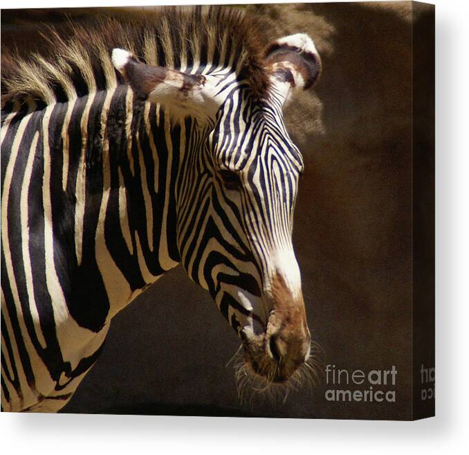 Zebra Canvas Print featuring the photograph Sunlit Stripes by Linda Shafer