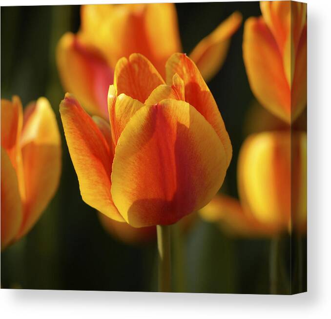 Tulip Canvas Print featuring the photograph Sunshine Tulips by Nancy De Flon