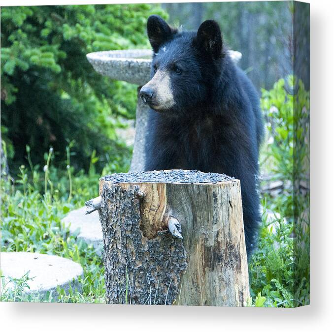 Black Bear Canvas Print featuring the photograph The Cub that Came for Lunch 2 by Matt Swinden