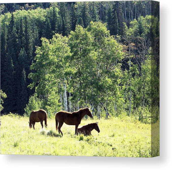 Fauna Canvas Print featuring the photograph Three horses by Gerry Bates